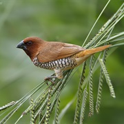 Scaly-Breasted Munia