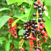 Bignay (Antidesma Bunius)