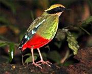 Green-Breasted Pitta