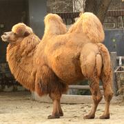 Bactrian Camel