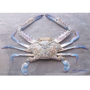 Flower Crab / Blue Swimming Crab