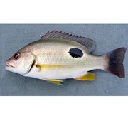 Russell's Snapper / Moses Snapper