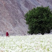 Nubra Valley