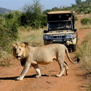 Pilanesberg National Park