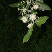 Pioneer Peaks National Park (QLD)