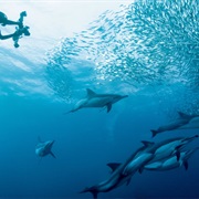 Experiencing the Sardine Run of South Africa