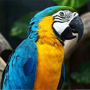Macaw