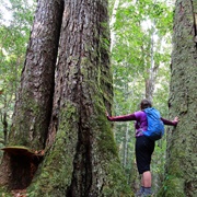Junuy Juluum National Park (NSW)