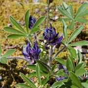 Silverleaf Indian Breadroot (Psoralea Argophylla)