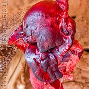 Llama Liver