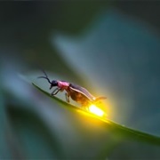 Fireflies Are the Only Ones That Give off Light Without Generating Heat.