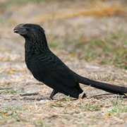 Groove-Billed Ani