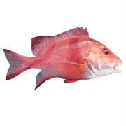 Emperor Red Snapper / Government Bream