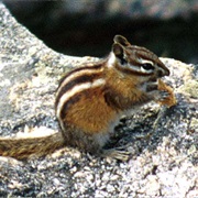 Uinta Chipmunk