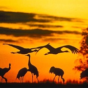 Hornborgasjon, Sweden