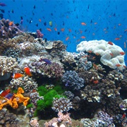 Coral Reefs of Fiji
