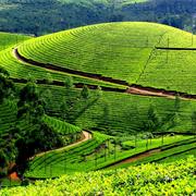 Visit the Tea Plantation in Munnar