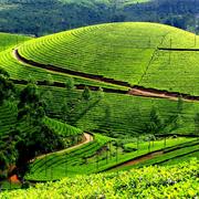 Visit the Tea Plantation in Munnar