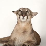 Florida Panther