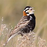 Chestnut-Collared Longspur