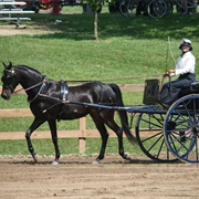 Drive a Horse and Carriage