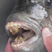 Pacu Fish