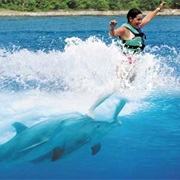 Swimming With a Dolphin