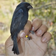 Carrizal Seedeater