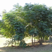 Devil's Walkingstick (Aralia Spinosa)