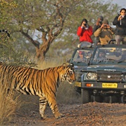 Taken Photos on a Tiger Safari