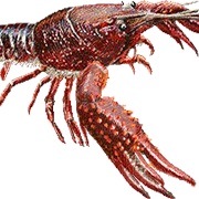 Crawfish
