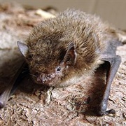 Nathusius's Pipistrelle