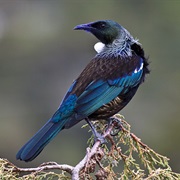 Tui