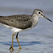 Solitary Sandpiper