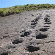 Dinosaur Tracks Parque Nacional Torotoro