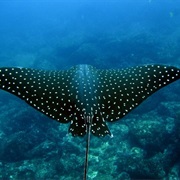 Playa Del Coco, Costa Rica