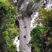 Waipoua Forest, New Zealand