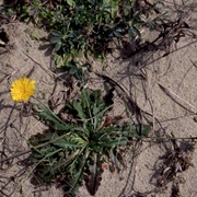 Lesser Hawkbit (Leontodon Taraxacoides)