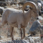 Desert (Nelson) Bighorn Sheep