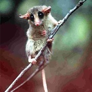 Brazilian Gracile Opossum