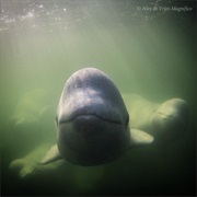 Belugas, Churchill, Canada