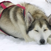Alaskan Husky