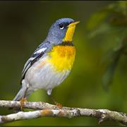Northern Parula