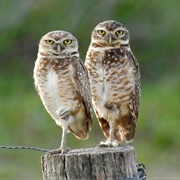 Burrowing Owl (Athene Cunicularia)