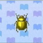 Scarab Beetle