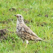 Mistle Thrush