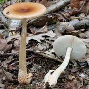 Tawny Grisette (Amanita Fulva)