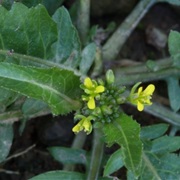 Rorippa Indica