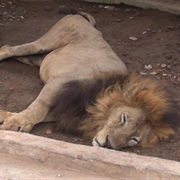 Comilla Zoo, Bangladesh