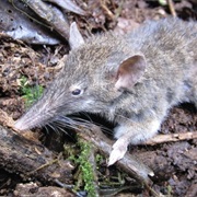 Andaman Shrew